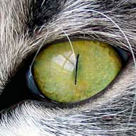 З_Щегельская