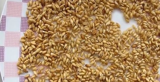 Пророщенная пшеница