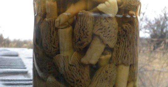 Сморчки маринованные