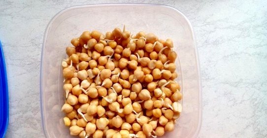 Пророщенный нут