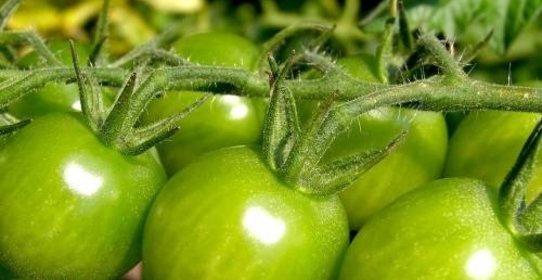 Повидло из зеленых помидоров