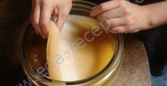 Чайный гриб