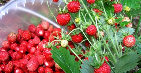 Компот из земляники на зиму