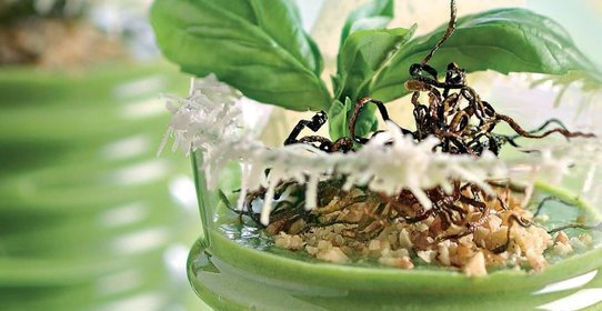 Зеленый мусс с хрустящими цукини и пармезаном