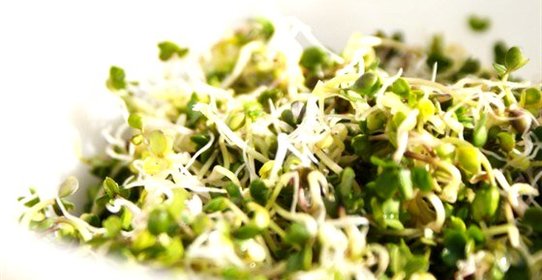 Салат из чечевичных проростков