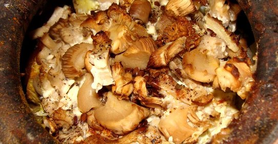 Тушеные вешенки в горшочке