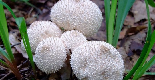 Тушеные дождевики