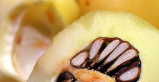 Омлет с айвой