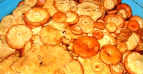 Волнушки жареные