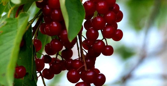 Варенье из красной черемухи