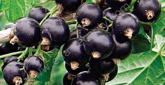 Маринованная смородина