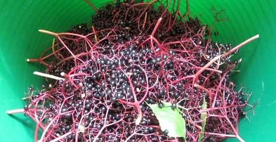 Компот из бузины