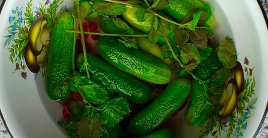 Хрустящие малосольные огурцы с красной смородиной