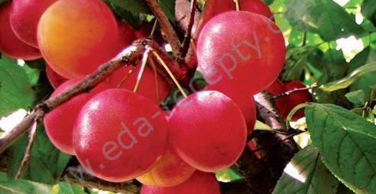 Компот из алычи на зиму