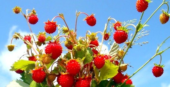 Земляничное варенье