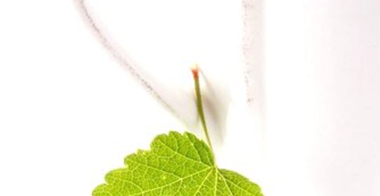 Летний черный чай со смородиновым листом