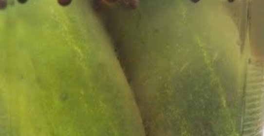 Быстрые маринованные огурцы на зиму