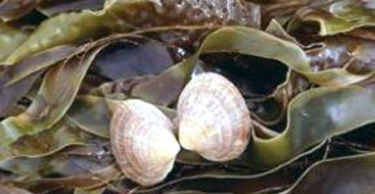 Квас из морской капусты