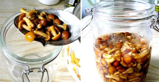 Маринованные опята без закатки