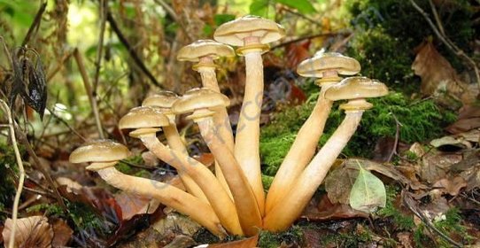 Маринованные опята