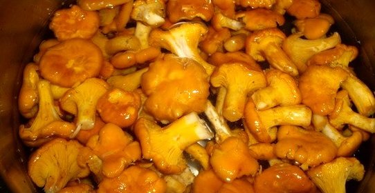 Лисички, маринованные в масле