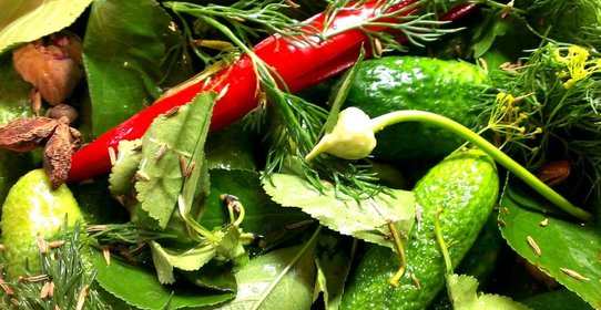 Острые малосольные огурцы на водке