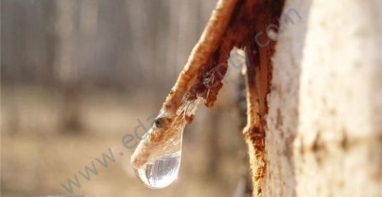 Березовое вино