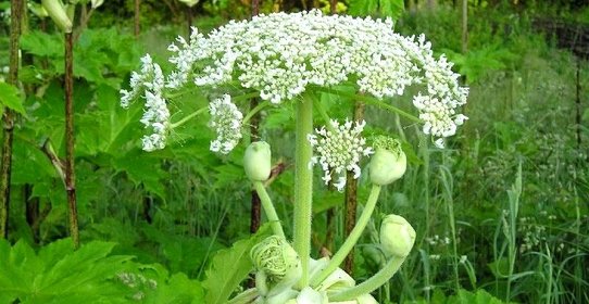 Квашеный борщевик