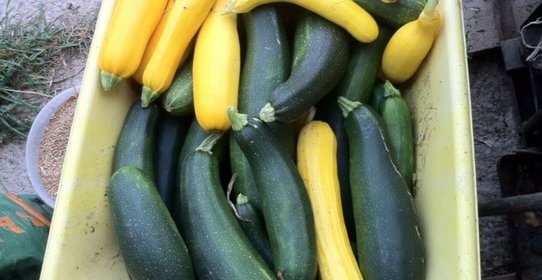 Икра заморская кабачковая