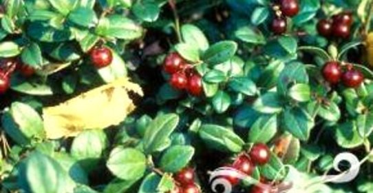 Брусничный квас