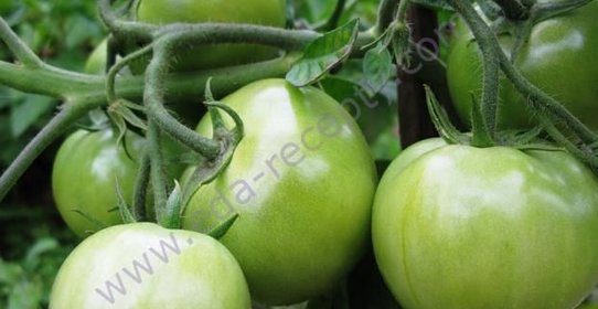 Варенье из зеленых помидоров