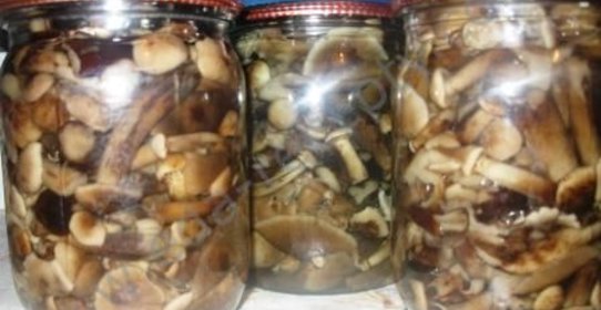 Маринованные опята на зиму