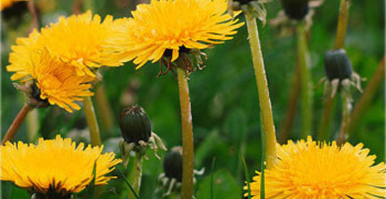 Вино из одуванчиков