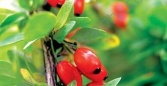 Варенье из барбариса