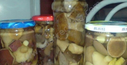 Маринованные подберезовики на зиму