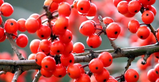 Варенье из рябины в мультиварке