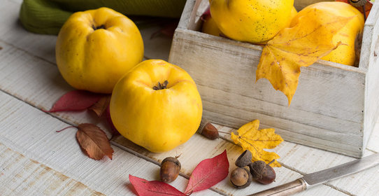 Все, что нужно знать об айве + рецепт джема