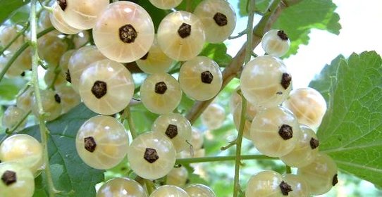 Варенье из смородины белой (киевское)