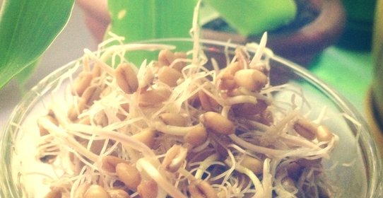 Напиток из проростков пшеницы (Реджвелак)