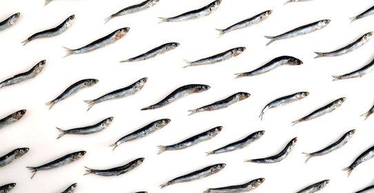 Маринованная хамса