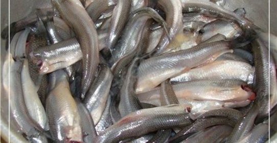 Корюшка маринованная