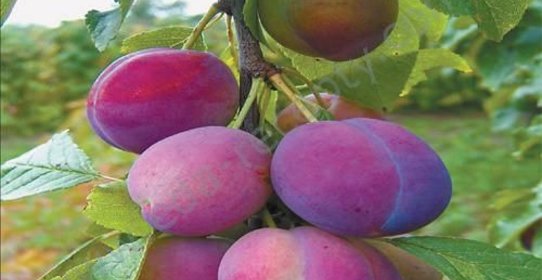 Домашнее вино из слив