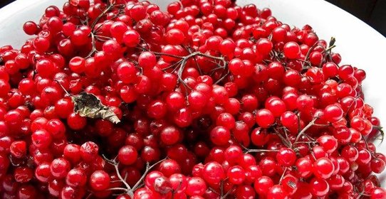 Калиновый сок