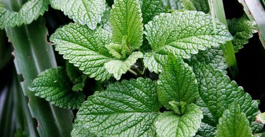 Варенье из мяты