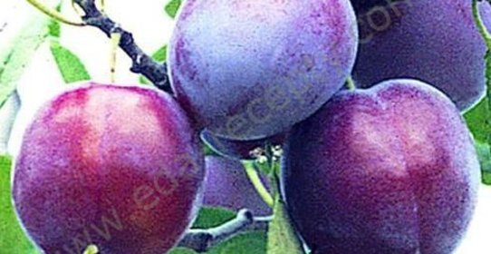 Вино из слив