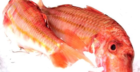 Кефаль соленая