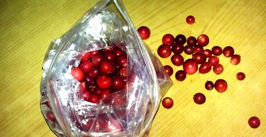 Замороженная брусника