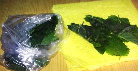 Замороженная мелисса