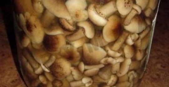 Быстрые маринованные грибы