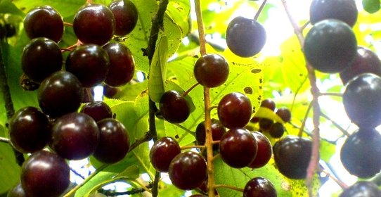 Варенье из перекрученной черемухи